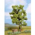 ARBOL ACACIA, 15 cm